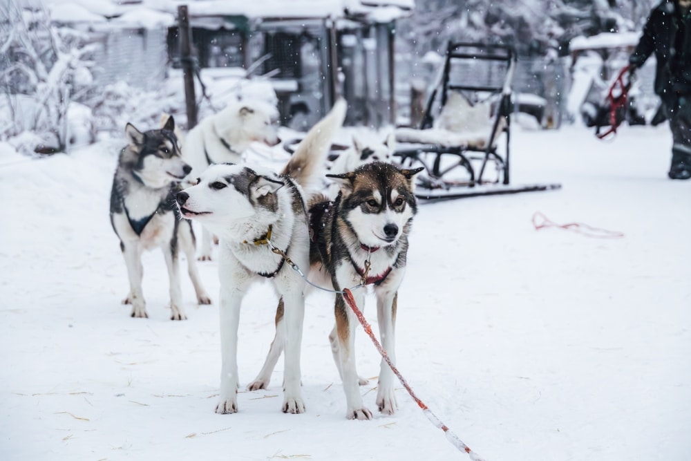 Sledding Adventures at the Durango Dog Ranch 1 Durango Dog Ranch for winter adventures in Colorado
